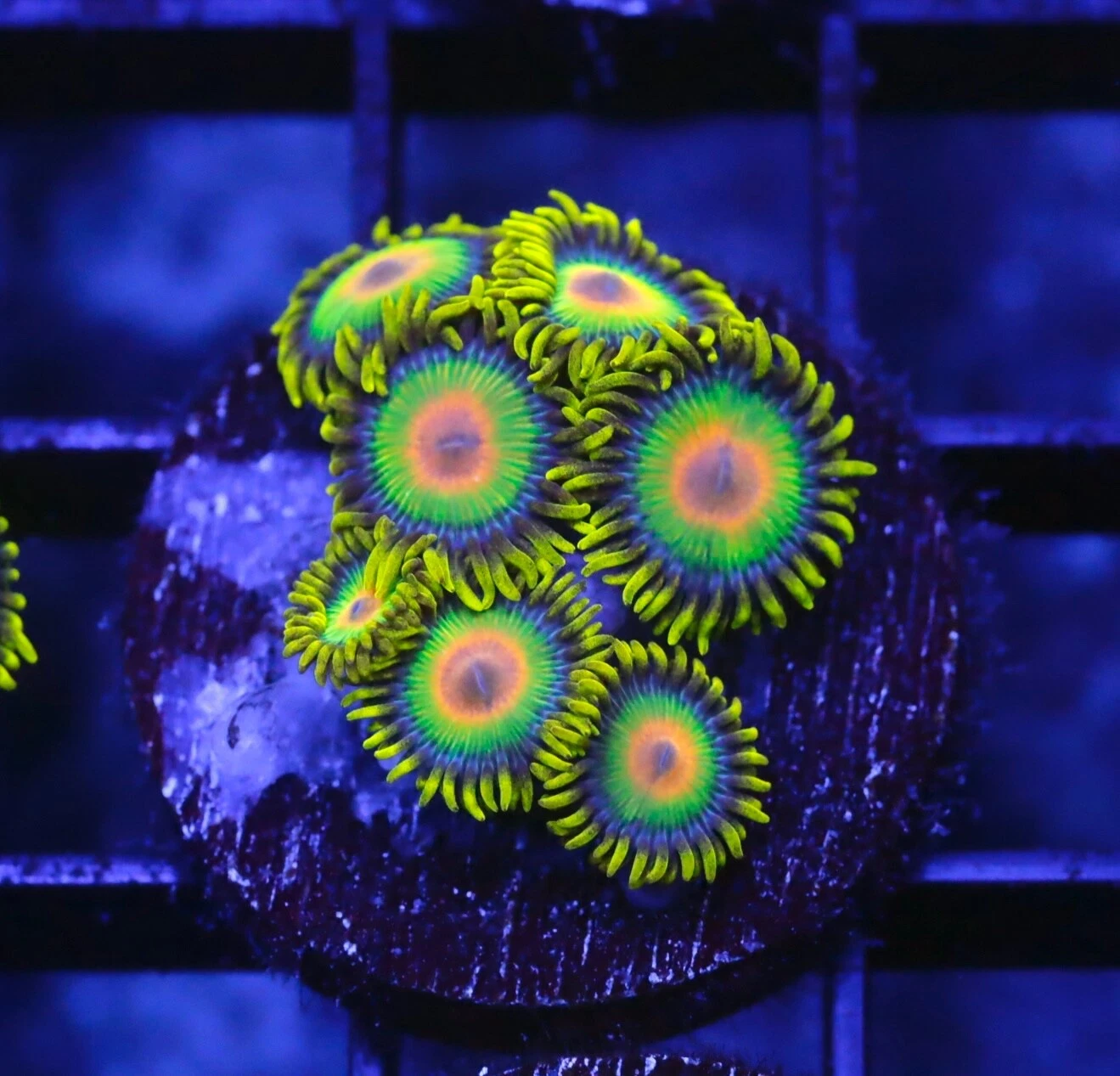 Rasta Zoanthid